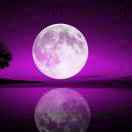 城区中心校西北街小学卫亮琴