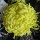 管村中心校兰朝晖