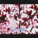 蔡村中心校大李小学李偶霞